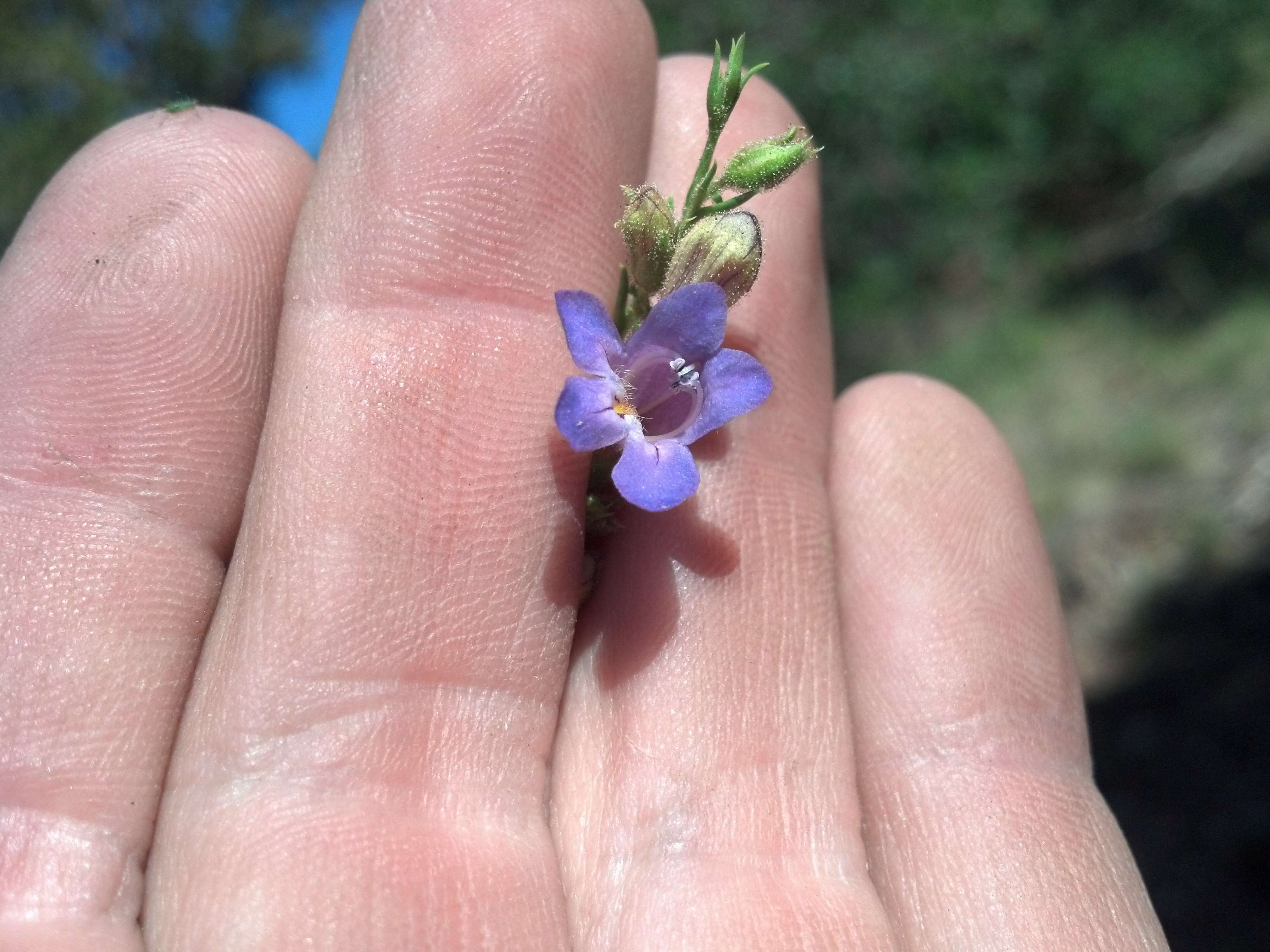 Image of mat penstemon