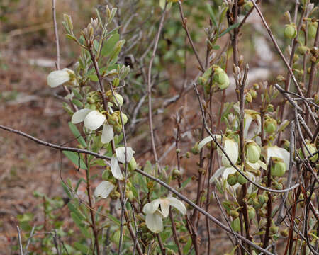 Plancia ëd Asimina reticulata Shuttlew. ex Chapm.