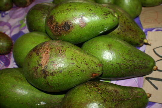 Image of avocado