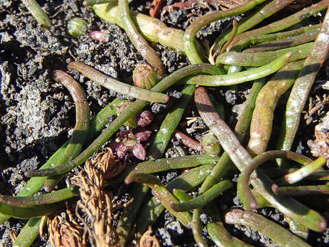 Image of grasswort