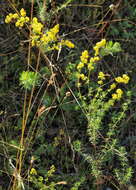 Image of bedstraw