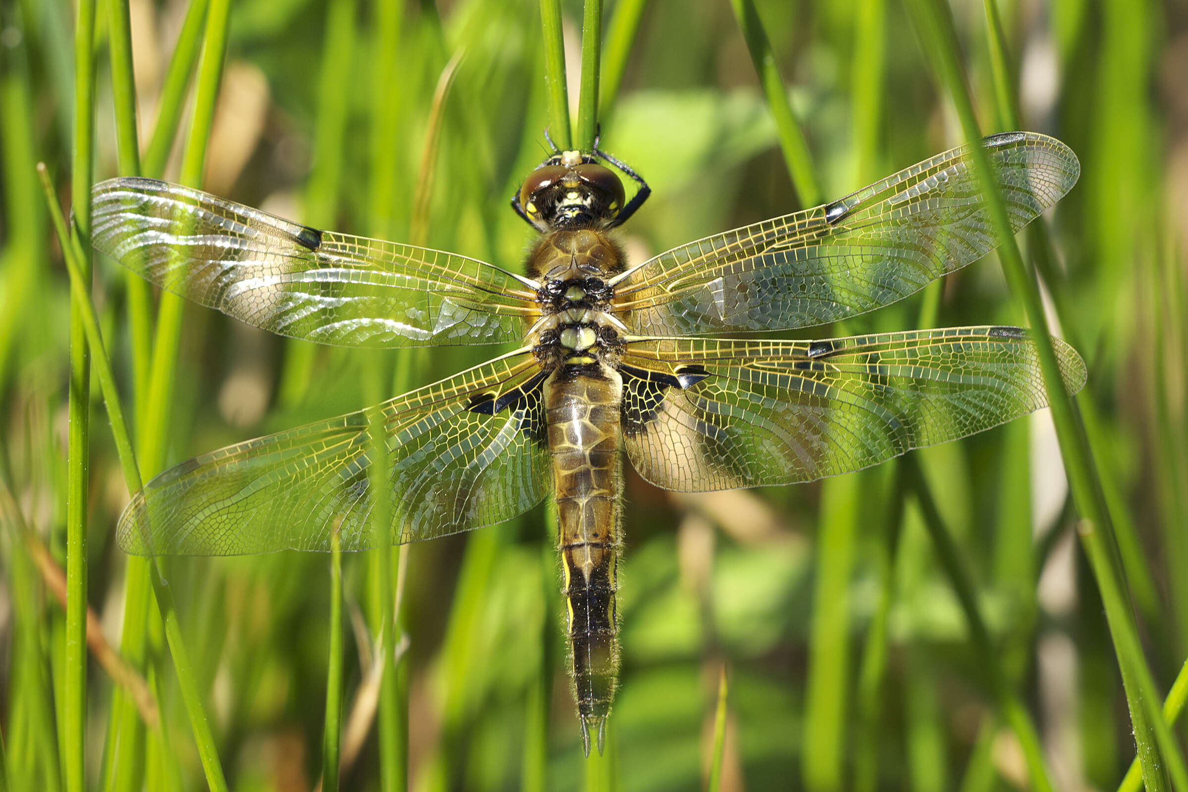 Image of Four-spotted Chaser