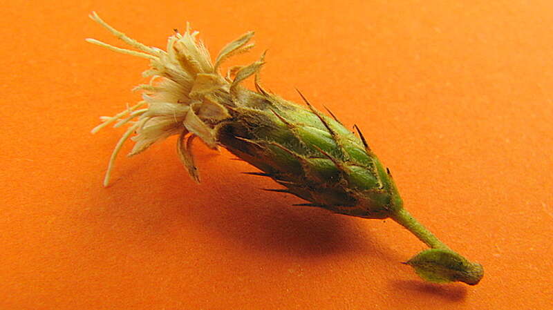 صورة Dasyphyllum lanceolatum (Less.) Cabrera