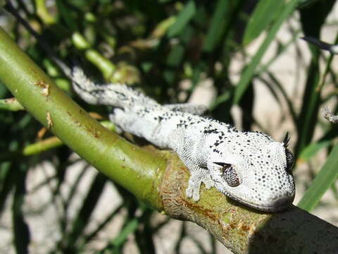 Image of spiny-tailed geckos