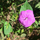 Image of Ipomoea dumosa (Benth.) L. O. Wms.