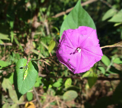 Image of Ipomoea dumosa (Benth.) L. O. Wms.