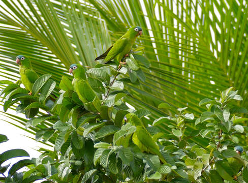 Image of Aratinga acuticaudata