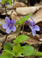 Image of early dog-violet