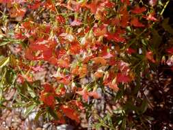 Hermannia burchellii (Sweet) Verdoorn的圖片