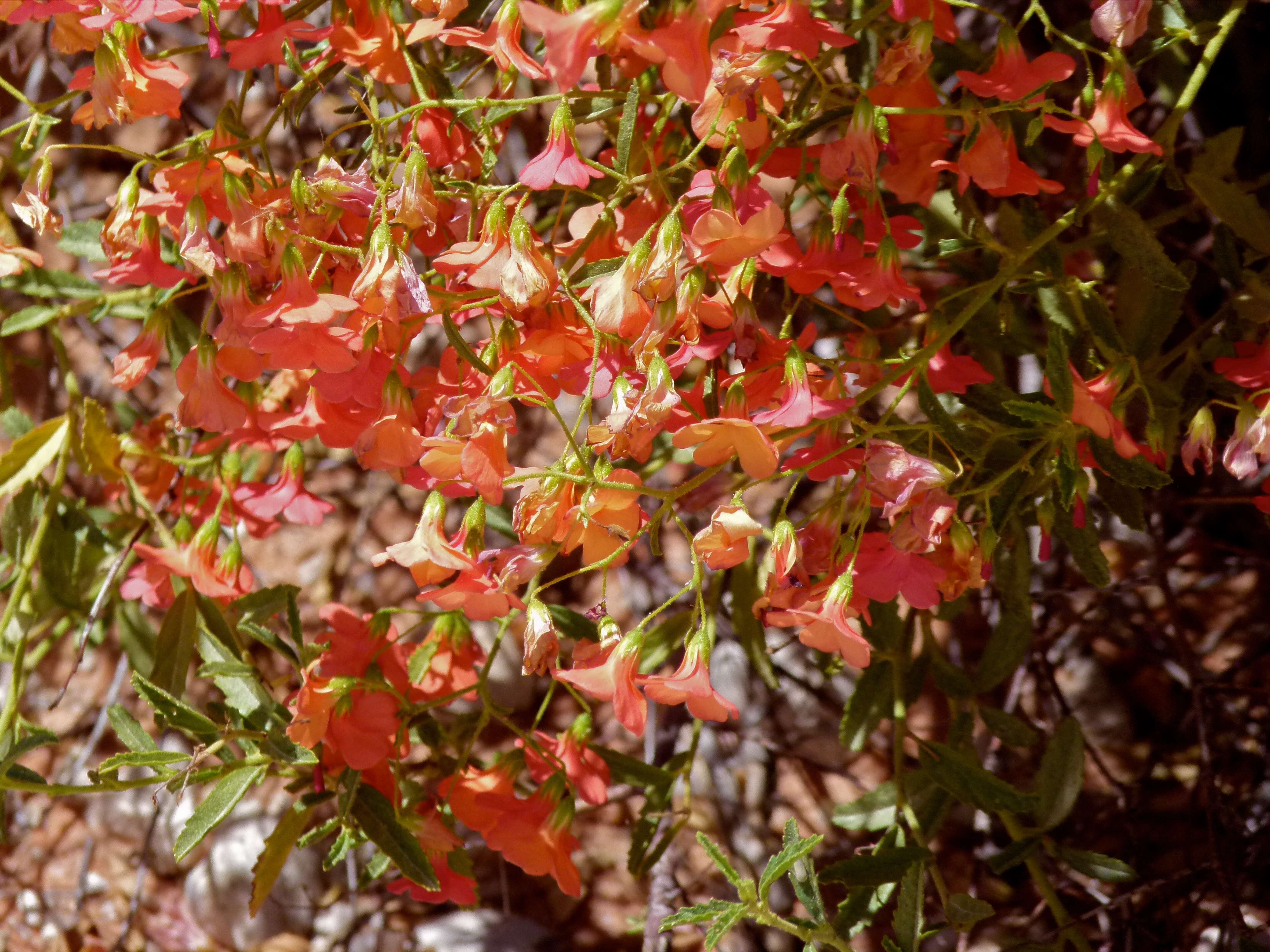 Hermannia burchellii (Sweet) Verdoorn的圖片