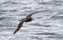 Image of North Pacific albatross