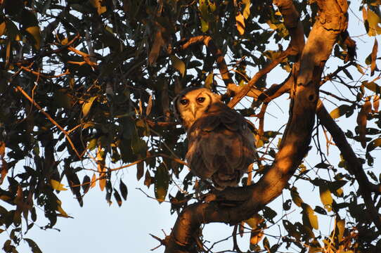 Image of Giant Eagle Owl