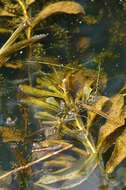Image of pondweed