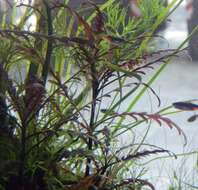 Hygrophila pinnatifida (Dalz.) Sreemadh. resmi