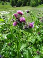 Image of plumeless thistle