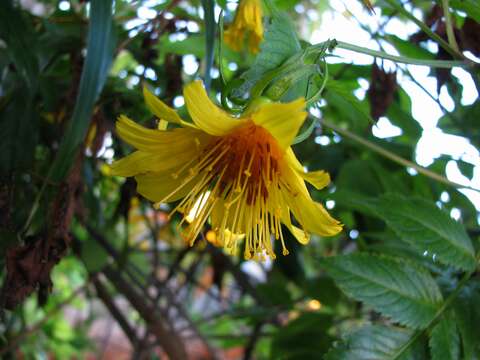 صورة Bidens cosmoides (A. Gray) Sherff