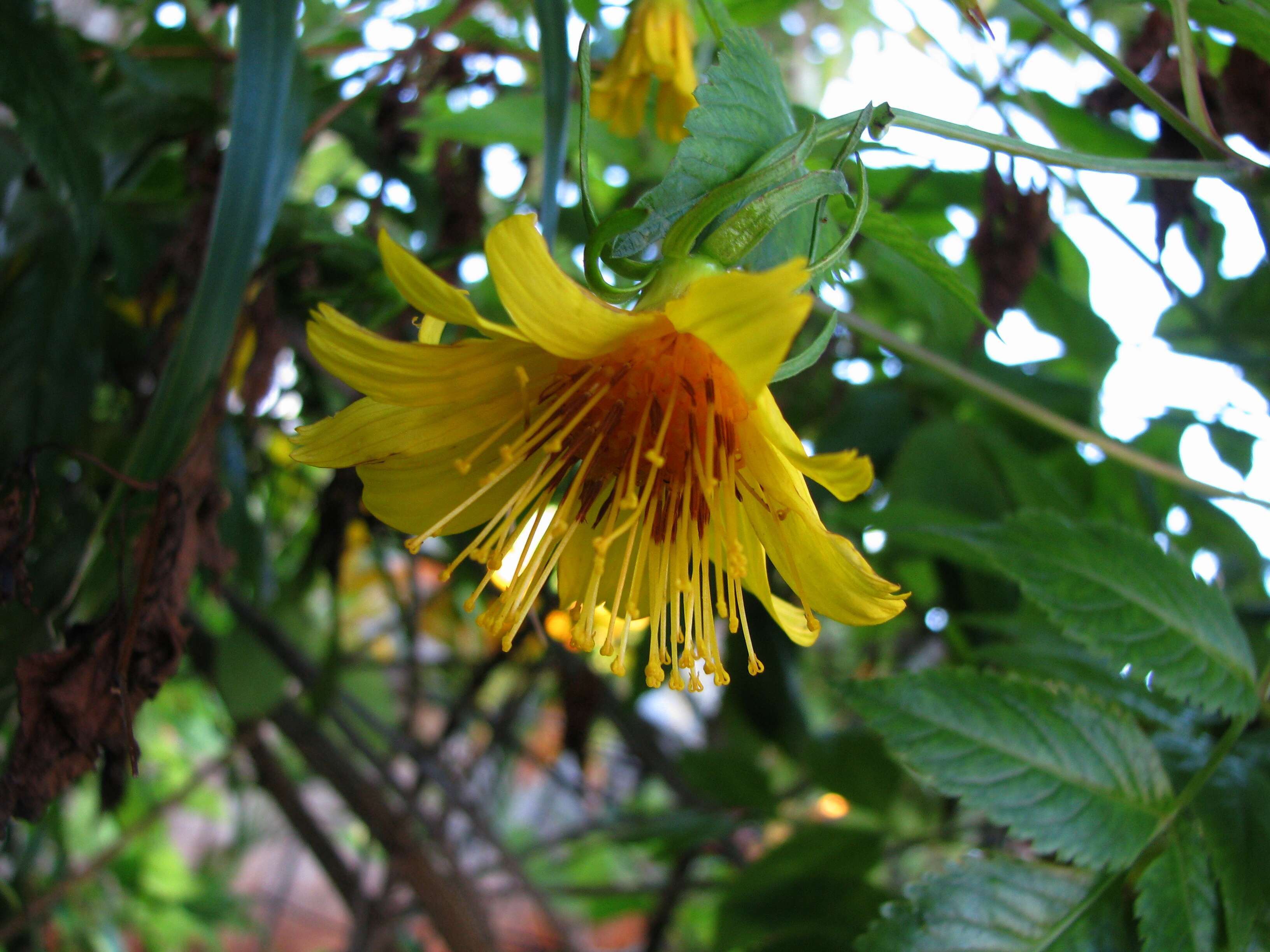 صورة Bidens cosmoides (A. Gray) Sherff