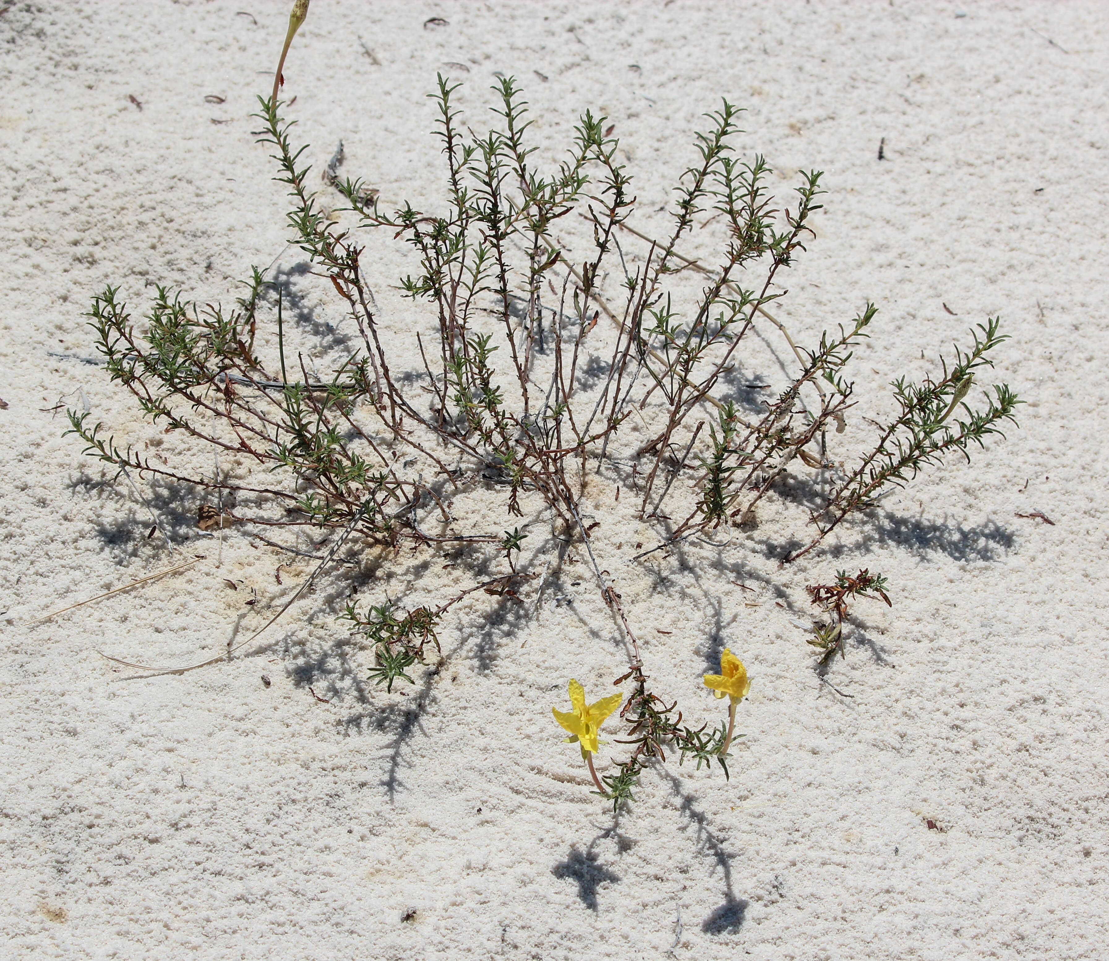 Oenothera hartwegii subsp. hartwegii的圖片