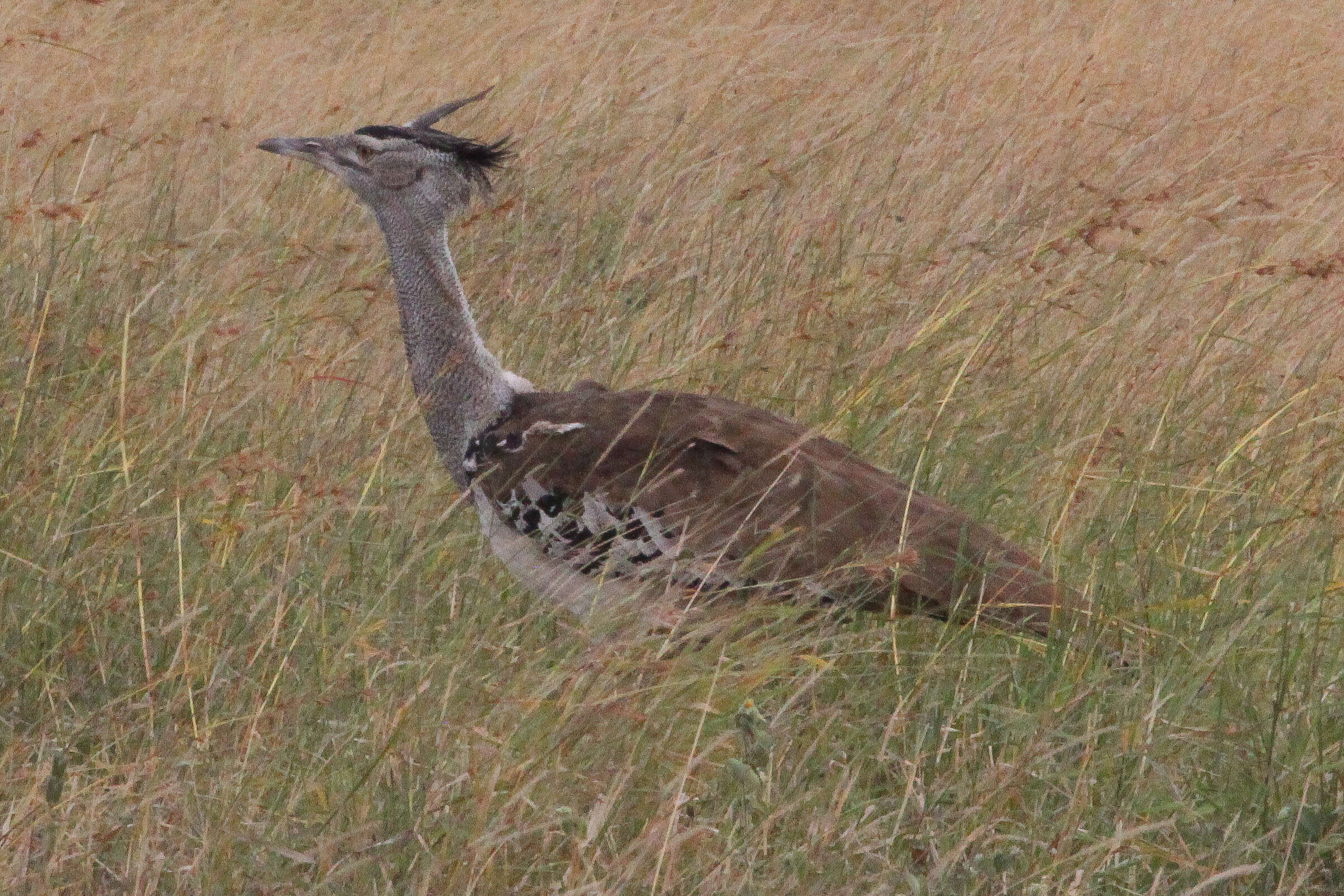 Image of Kori Bustard