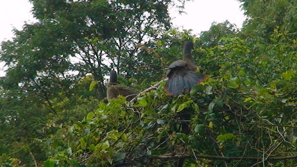 Image of Rufous-vented Chachalaca