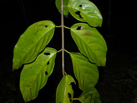 Image of Tetrapterys tinifolia Triana & Planch.