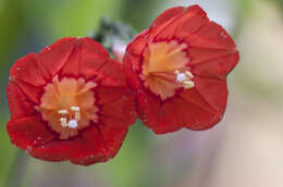 Image of Ipomoea cholulensis Kunth