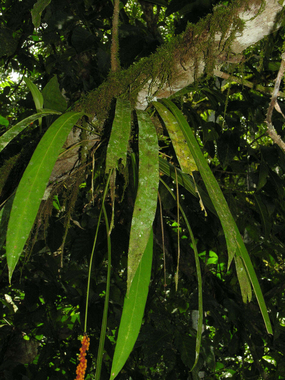 Image of Anthurium friedrichsthalii Schott