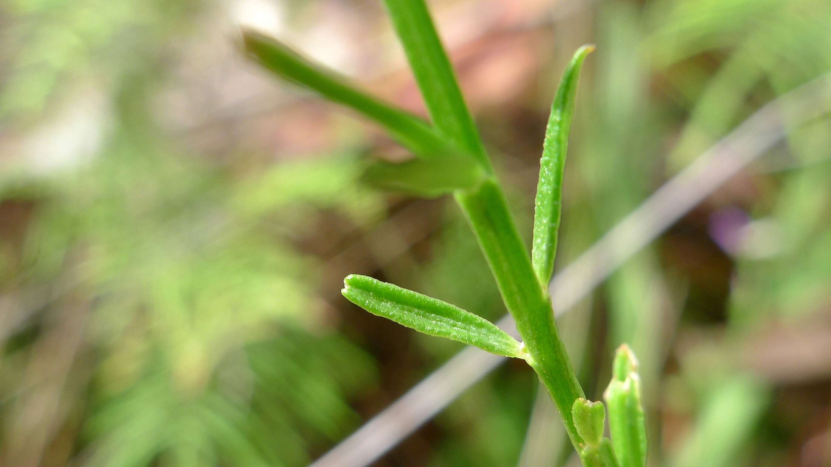 Image of greenviolet