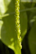 Image of blackseed plantain