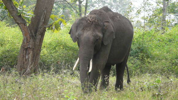 Image of Indian elephant