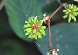 Smilax ovalifolia Roxb. ex D. Don的圖片