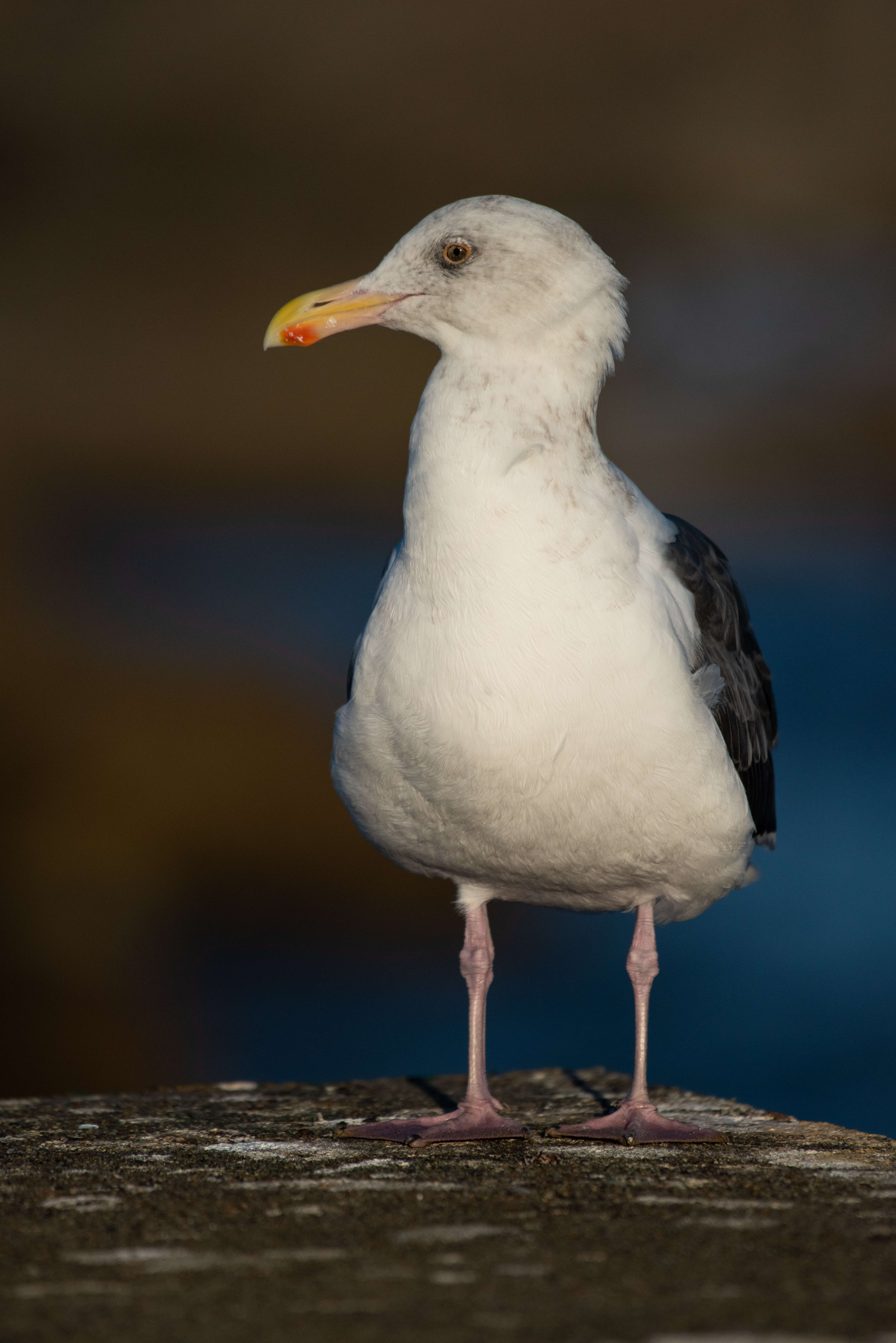 Image of Western Gull