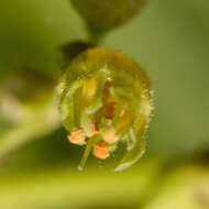 Image of Richardson's Alumroot