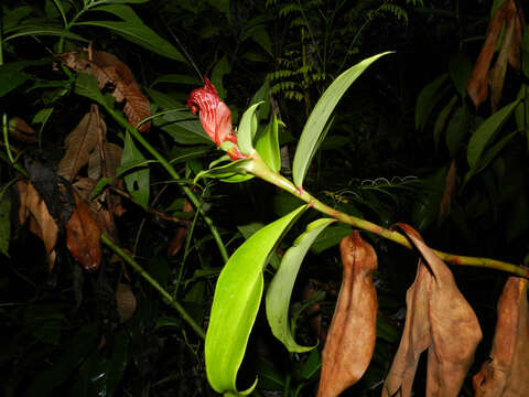 Image of Costus laevis Ruiz & Pav.