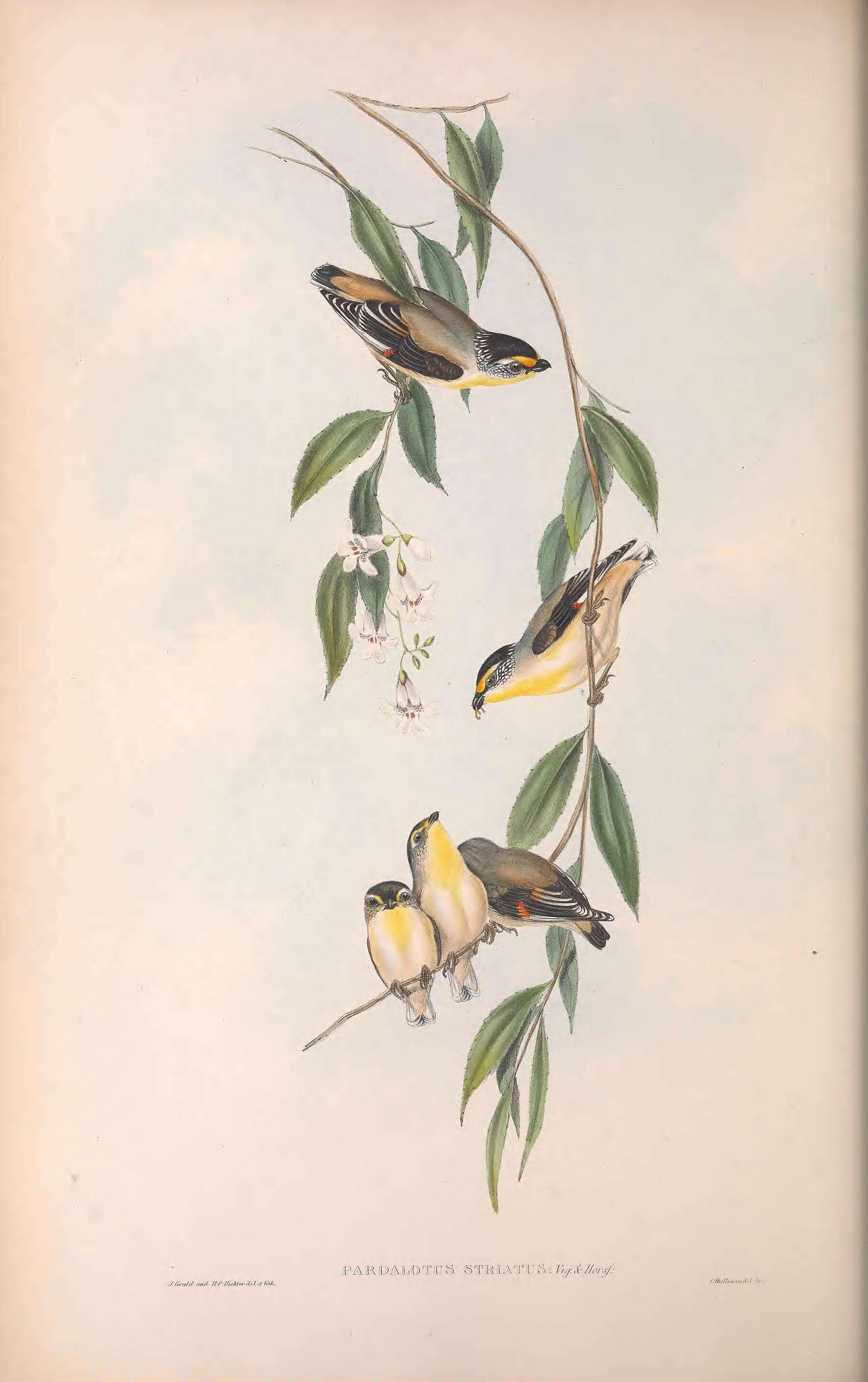 Image of pardalotes