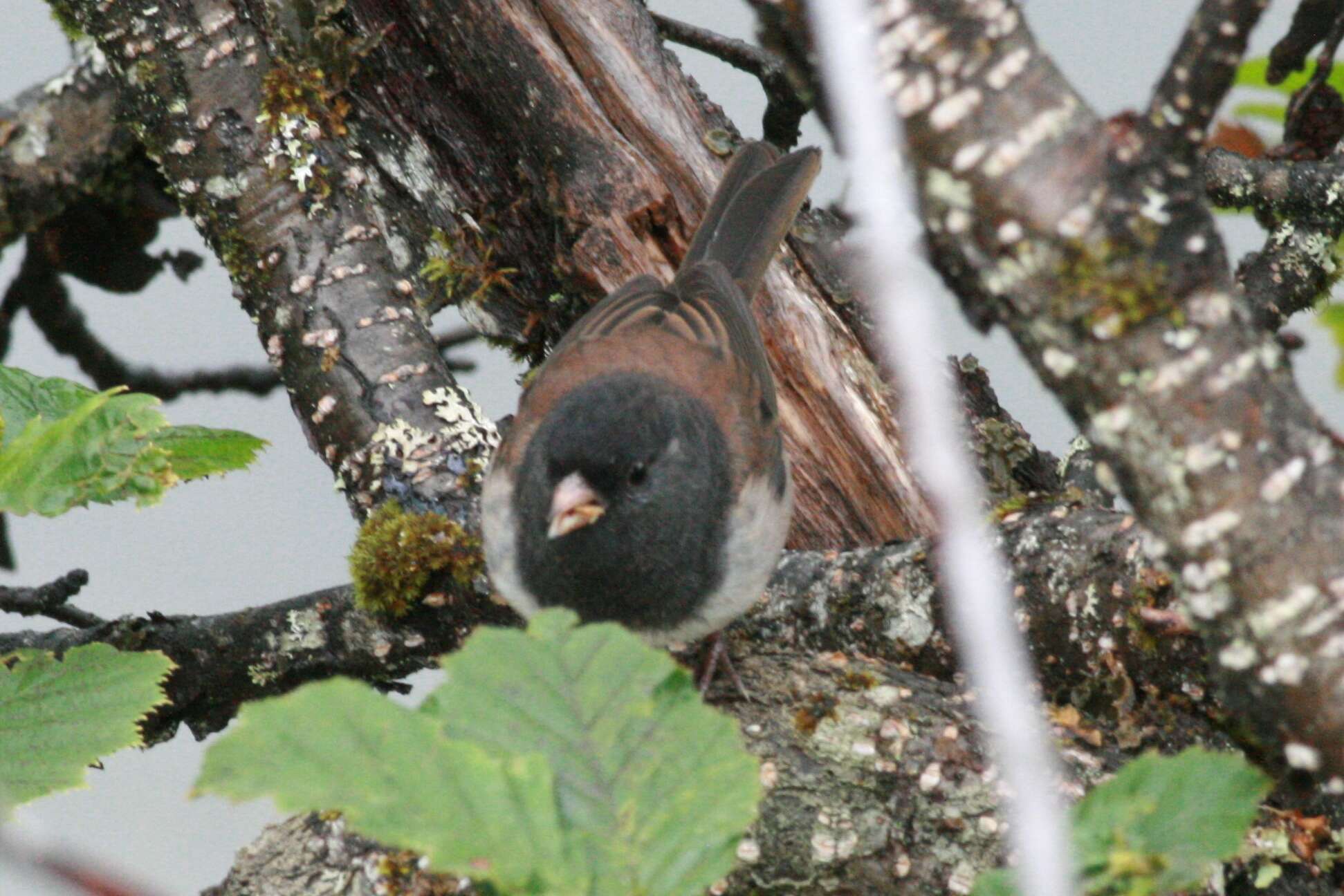 Image of juncos