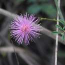 Imagem de Mimosa gracilis Benth.