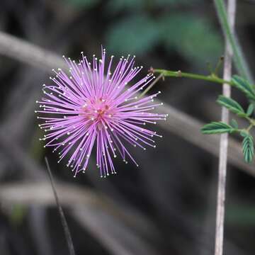 Imagem de Mimosa gracilis Benth.