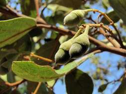 Image of Styrax ferrugineus Nees & Mart.