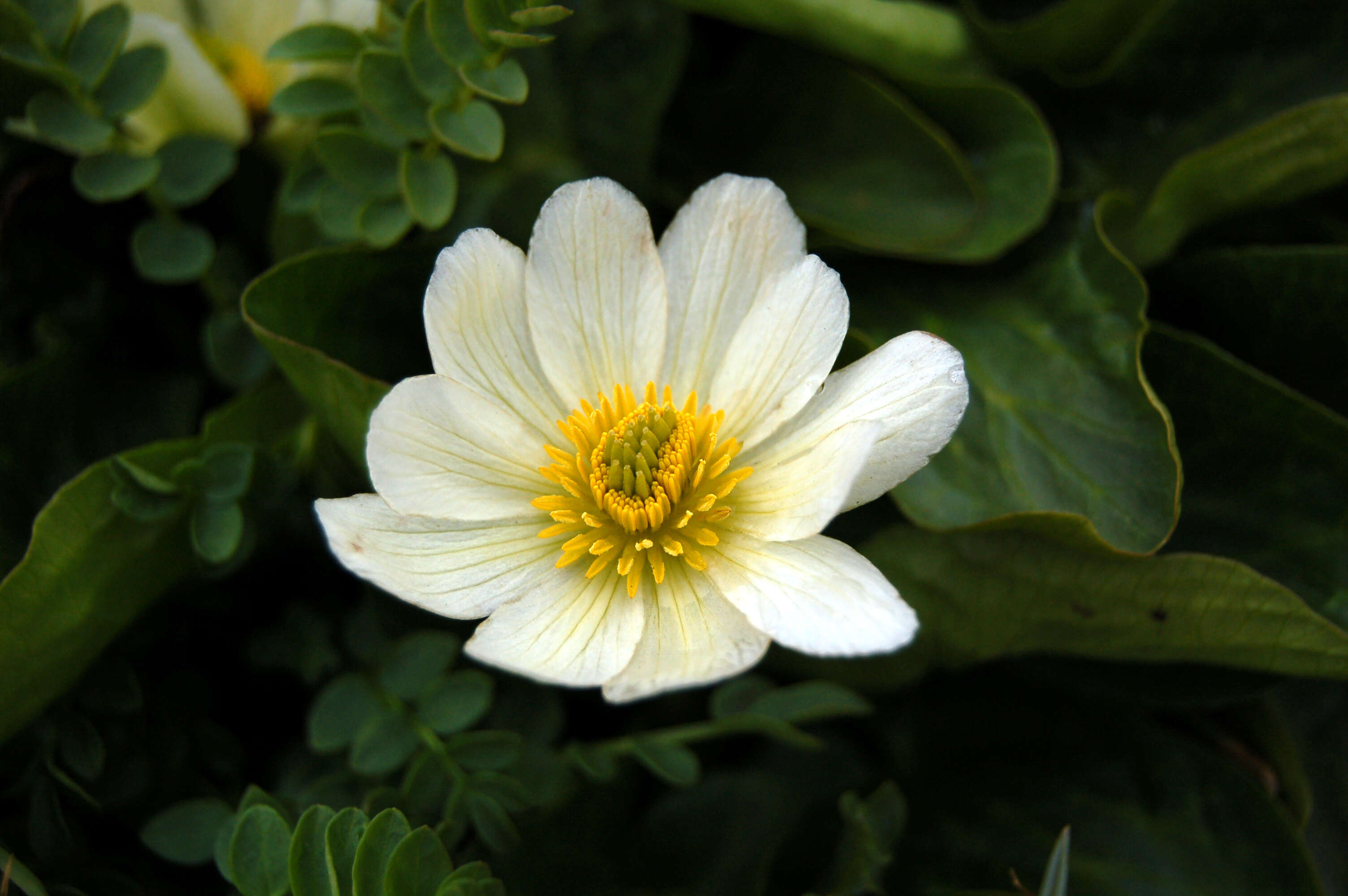 Image of white marsh marigold