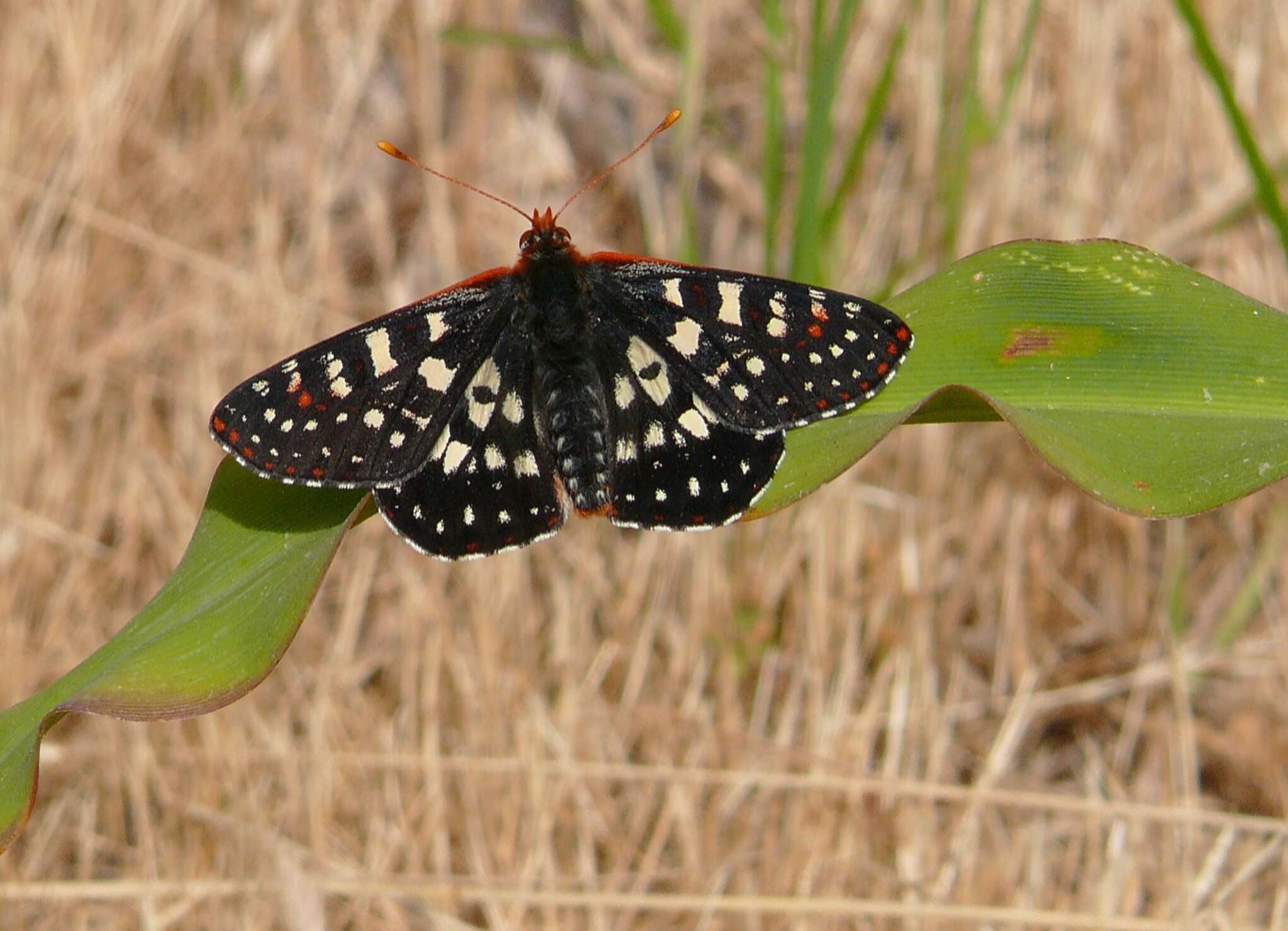 Image of Euphydryas chalcedona