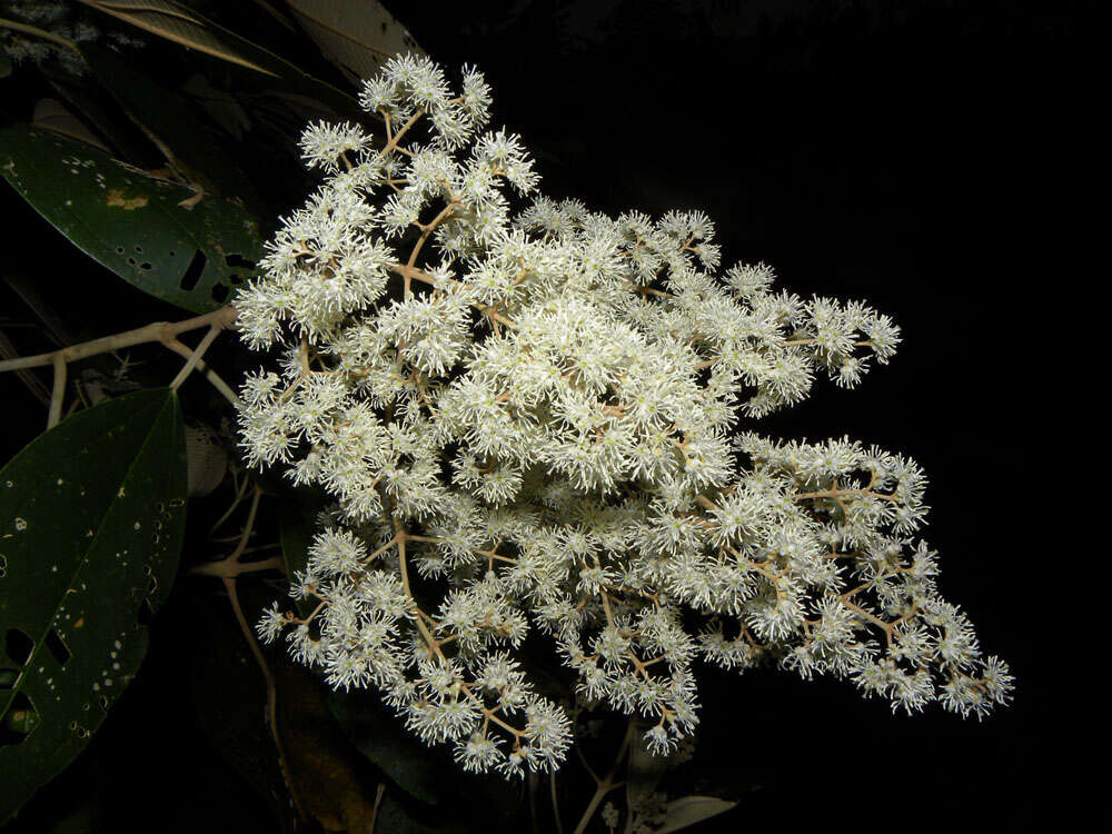 Слика од Miconia argentea (Sw.) DC.