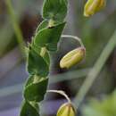 Chamaecrista basifolia (Vogel) H. S. Irwin & Barneby的圖片