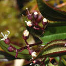 Image of Miconia