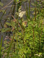 Plancia ëd Filipendula