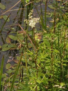 Image of Meadowsweet