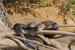 Image of giant otter