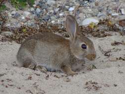 Image de Oryctolagus Lilljeborg 1873