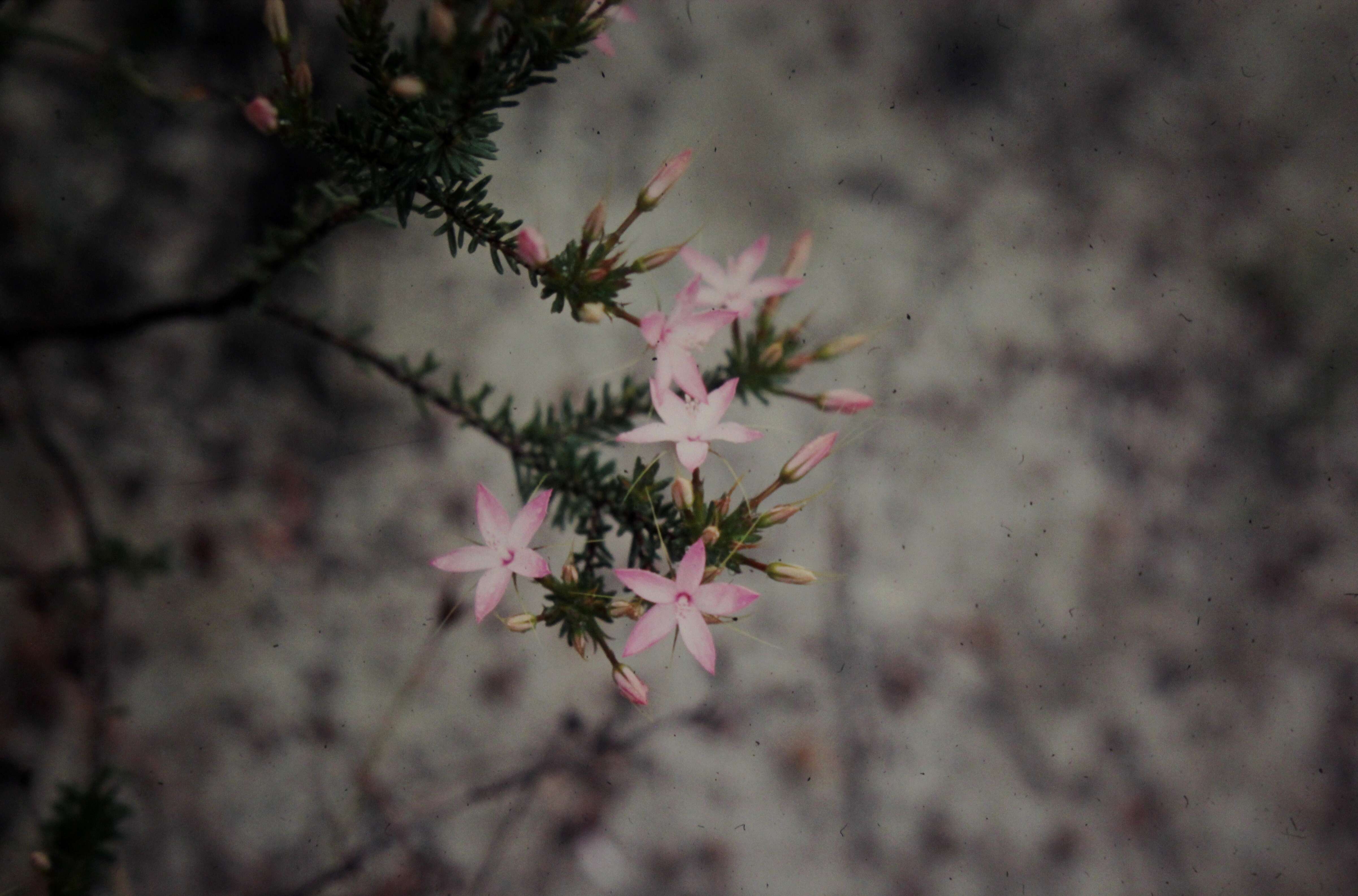 Image of Calytrix