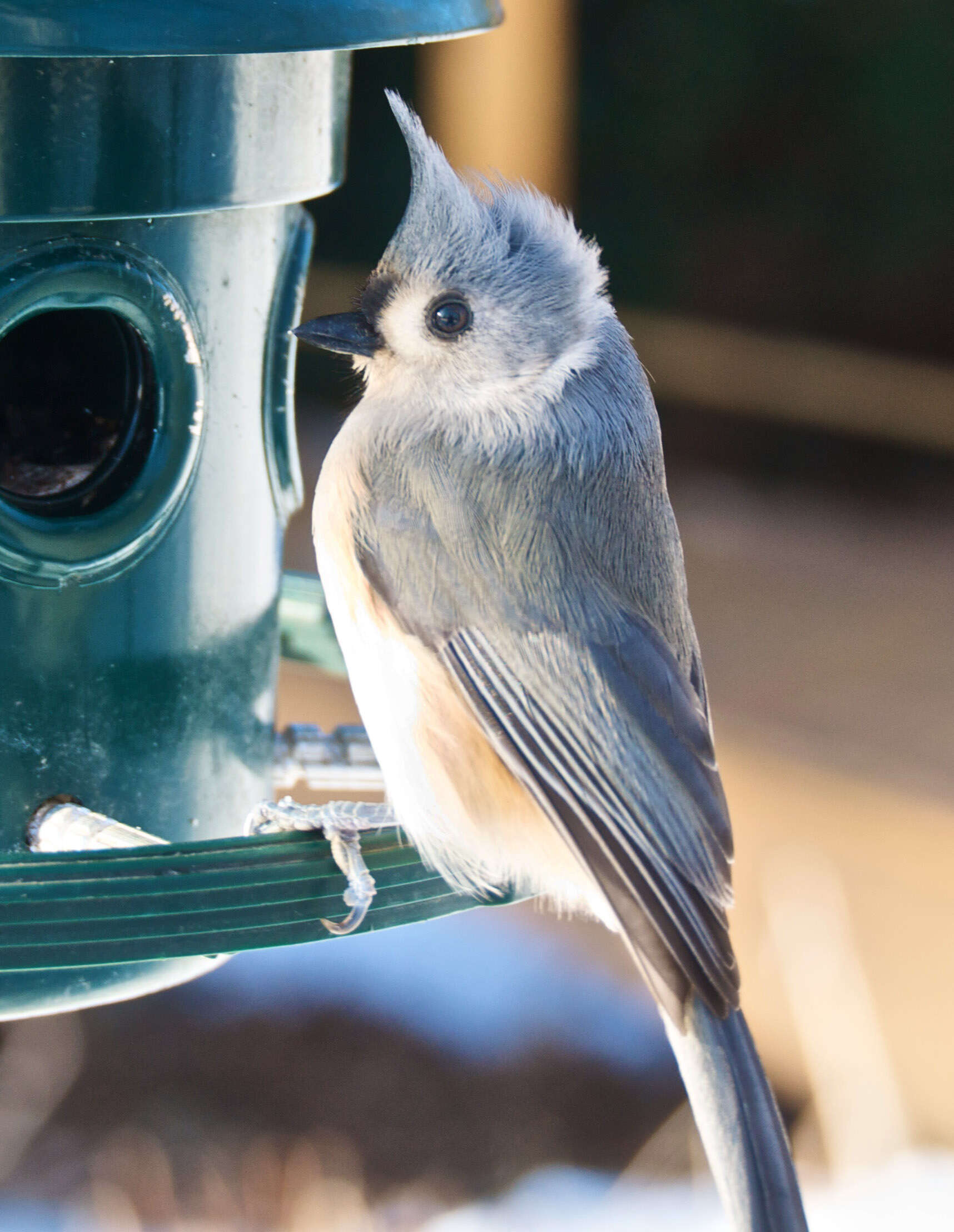 Image of American Titmice